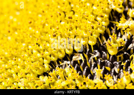 Nahaufnahme der Sonnenblume Stockfoto