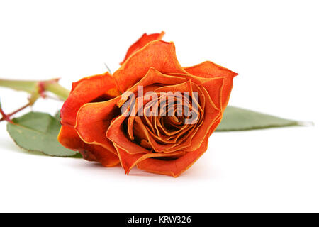 Orange Rose Blüte mit verblichenen Blütenblätter Stockfoto