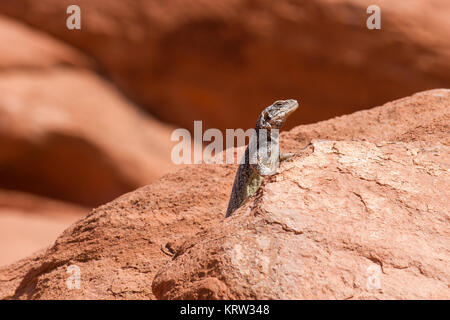 Chuckwalla 3 Stockfoto