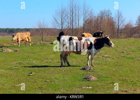 Kühe auf dem Bauernhof Weide Stockfoto