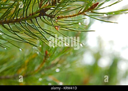 Pinie nass regnerischen Detail Stockfoto