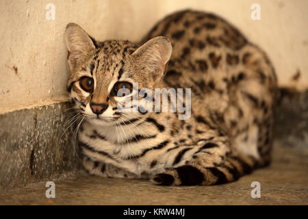 tigerkatze oder Ozelotkatze aus brasilien Stockfoto