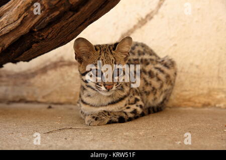 tigerkatze oder Ozelotkatze aus brasilien Stockfoto