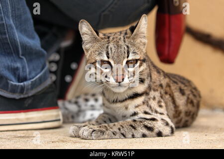 tigerkatze oder Ozelotkatze aus brasilien Stockfoto