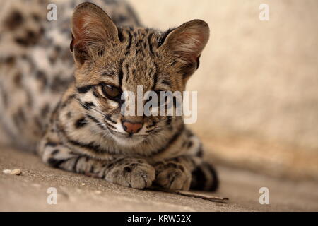 tigerkatze oder Ozelotkatze aus brasilien Stockfoto