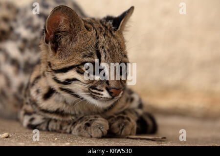 tigerkatze oder Ozelotkatze aus brasilien Stockfoto