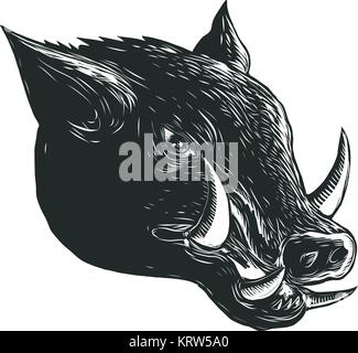 Scratchboard stil Abbildung: ein Razorback, wilde Eber, Schwein oder Schwein Kopf von einer Seite auf scraperboard auf isolierten Hintergrund gesehen. Stock Vektor