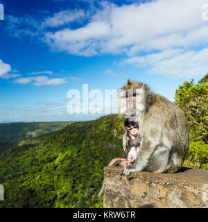 Affen in die Schluchten Aussichtspunkt. Mauritius. Stockfoto