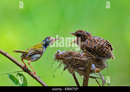 Eine Singdrossel Mutter ihre hungrigen Küken füttern im Nest Stockfoto