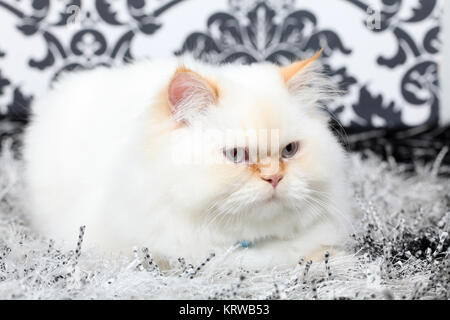 Persische aristokratische Katze Stockfoto