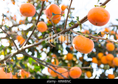 Kaki Frucht am Baum Stockfoto