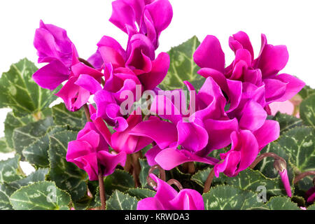 Blumen blühen rosa Cyclamen auf weißem Hintergrund Stockfoto