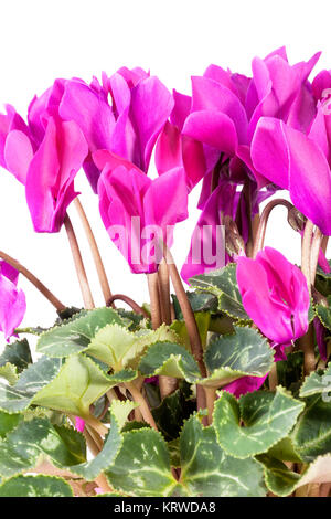 Blumen blühen rosa Cyclamen auf weißem Hintergrund Stockfoto