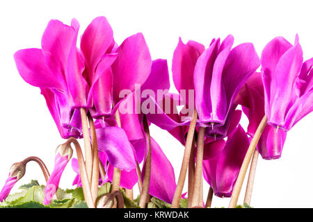 Blumen blühen rosa Cyclamen auf weißem Hintergrund Stockfoto