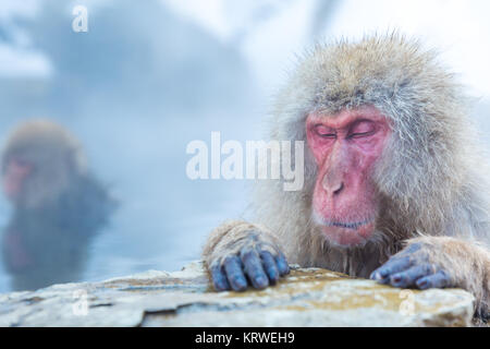 Snow Monkey Makaken Onsen Stockfoto