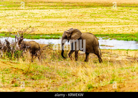 Herde Elefanten aus den Letaba Fluss zurück in den Wald der Krüger Nationalpark in Südafrika zu gehen Stockfoto