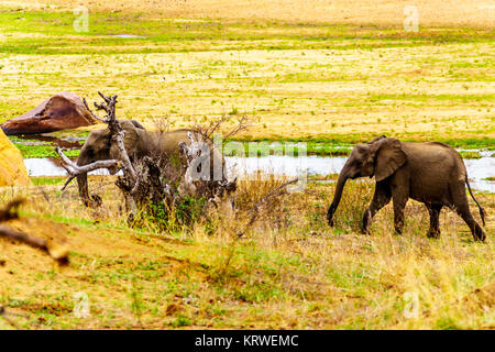 Herde Elefanten aus den Letaba Fluss zurück in den Wald der Krüger Nationalpark in Südafrika zu gehen Stockfoto