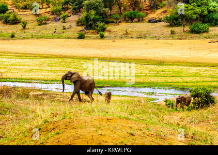 Mutter und Baby Elefant aus dem letaba Fluss zurück in den Wald der Krüger Nationalpark in Südafrika zu gehen Stockfoto