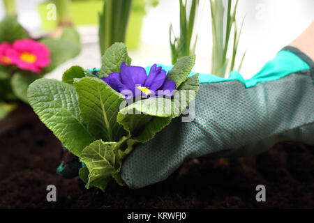 Pflanzen von Topfpflanzen, farbige Primitive Stockfoto