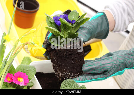 Pflanzen von Topfpflanzen, farbige Primitive Stockfoto