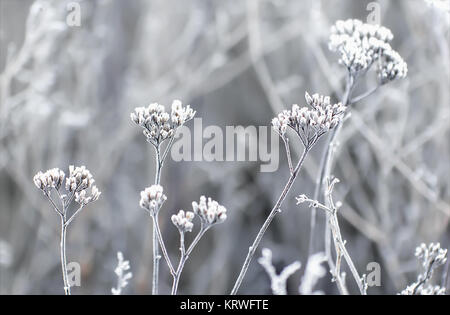 Raureif auf die Pflanzen im Winter Feld Stockfoto