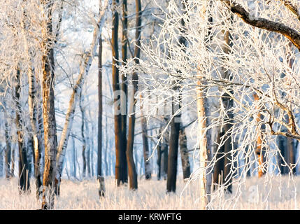 Morgen Schnee Winter Wald Stockfoto