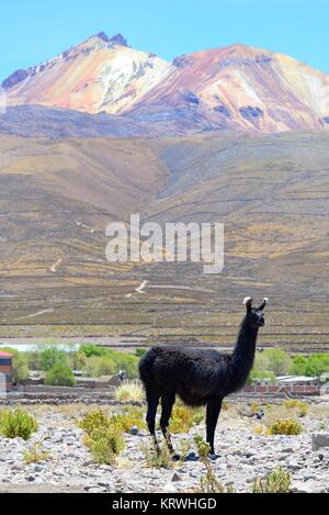 Llama (Lama glama) vor tahua und den Vulkan Tunupa, Salar de Uyuni, Potosi, Bolivien Stockfoto