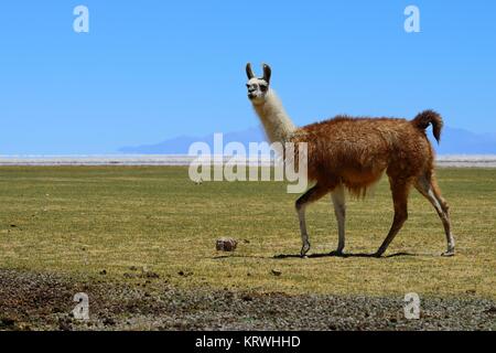 Llama auf der Wiese (Lama glama), Salar de Uyuni, Tahua, Potosi, Bolivien Stockfoto