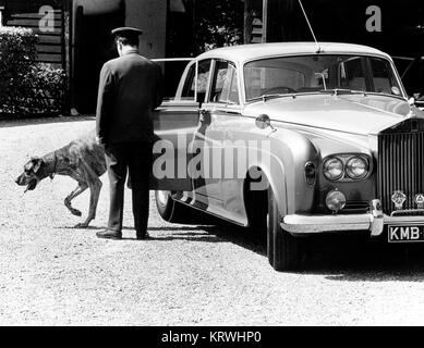 Hund aus Rolls Royce Limousine, England, Großbritannien Stockfoto