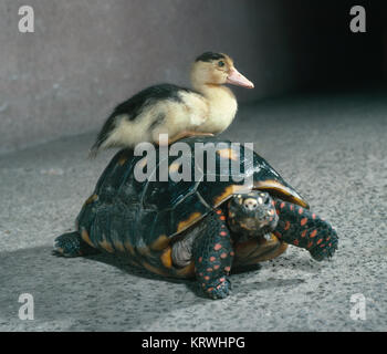 Ente sitzt auf Schildkröte, England, Großbritannien Stockfoto