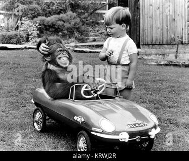 Affe sitzt in einem Auto, England, Großbritannien Stockfoto