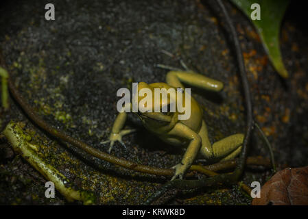 Giftfrosch mit gelbem Pfeil Stockfoto