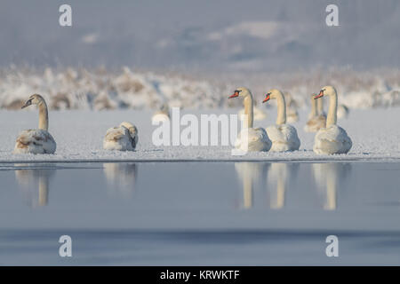 Singschwan (Cygnus Cygnus) im winter Stockfoto