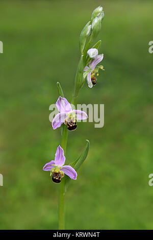 Blütenstand Bienen-ragwurz ophrys apifera Stockfoto