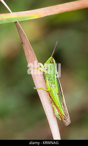 Grüne Heuschrecke in ihrer natürlichen Umgebung fotografiert. Stockfoto