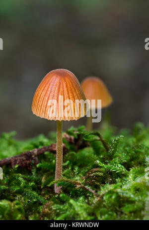 Pilze, die in ihrer natürlichen Umgebung fotografiert. Stockfoto