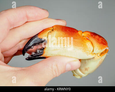 Person, eine gekochte Crab Claw, Agains grauer Hintergrund Stockfoto