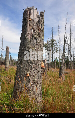 Totholz im Nationalpark Bayerischer Wald Stockfoto