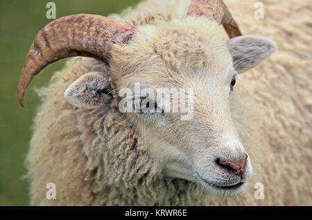 Nahaufnahme der Skudde ovis ammon aries Stockfoto