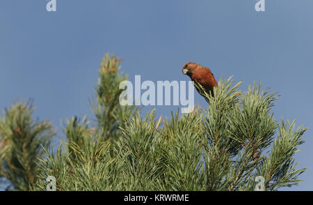 Eine atemberaubende seltene männliche Papagei Gegenwechsel (Loxia pytyopstittacus) oben an einer Tanne im Winter thront. Es speist auf der Tannenzapfen. Stockfoto