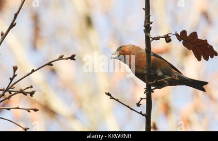 Eine atemberaubende seltene männliche Papagei Gegenwechsel (Loxia pytyopstittacus) thront auf dem Ast einer Eiche im Winter. Stockfoto