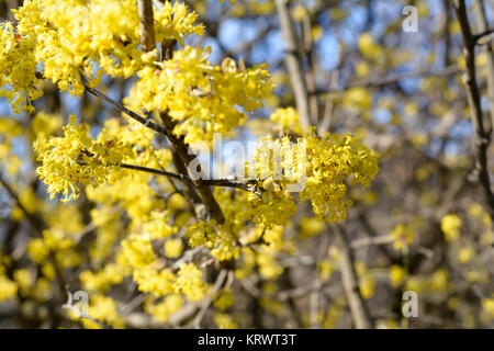 Cornus Mas, Cornelian Cherry, Europäische Kornelkirsche, Hartriegel, blühende Pflanze in der Hartriegel Cornales, ursprünglich aus Südeuropa und Nahen Osten. Stockfoto