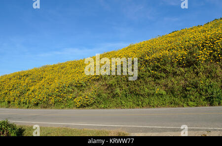 Wilde Mexikanische Sonnenblume blühende Berg in den sonnigen Tag Stockfoto