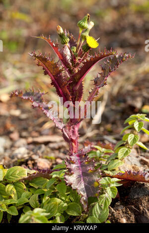 Red stachelige Blume Stockfoto