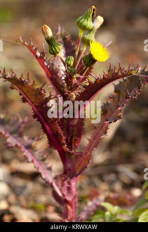 Red stachelige Blume Stockfoto