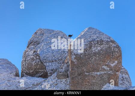 Gämse (Rupicapra Carpatica) am Berg Stockfoto