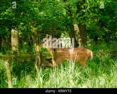 Weißwedelhirsche Dollars in Samt. Stockfoto