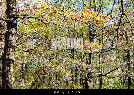Oak Tree Branch mit gelben Blättern im städtischen Park Stockfoto