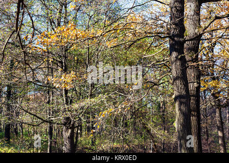 Oak Tree Branch mit gelben Blätter im Wald Stockfoto