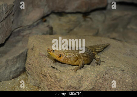 Leguan auf einem Felsen Stockfoto